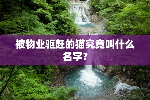被物业驱赶的猫究竟叫什么名字？